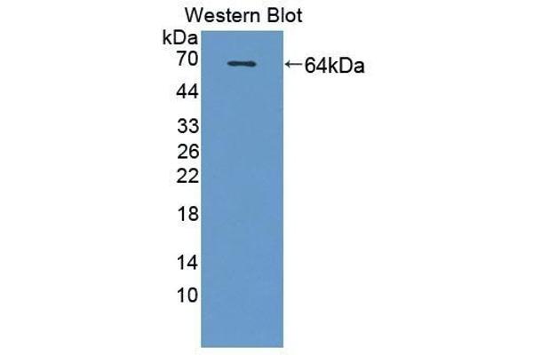 SCG3 antibody  (AA 20-468)