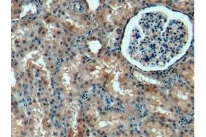 Detection of PIGR in Porcine Kidney Tissue using Polyclonal Antibody to Polymeric Immunoglobulin Receptor (PIGR) (PIGR antibody  (AA 19-120))