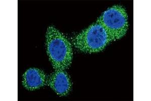 Confocal immunofluorescent analysis of Puma antibody with HeLa cells followed by Alexa Fluor 488-conjugated goat anti-rabbit lgG (green). (PUMA antibody  (AA 119-154))
