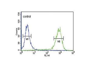 Flow cytometric analysis of K562 cells (right histogram) compared to a negative control cell (left histogram). (MC3R antibody  (AA 86-112))