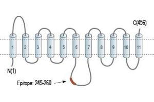 Representative domain view of the target of ABIN7043710.