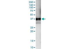 Immunoprecipitation of CD1B transfected lysate using anti-CD1B MaxPab rabbit polyclonal antibody and Protein A Magnetic Bead , and immunoblotted with CD1B MaxPab mouse polyclonal antibody (B01) . (CD1b antibody  (AA 1-333))