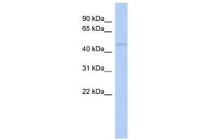 RASGEF1C antibody used at 1 ug/ml to detect target protein. (RASGEF1C antibody  (Middle Region))