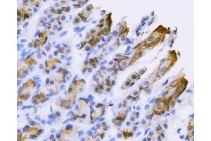 IHC analysis of Tspan-8/Tspan8 using anti-Tspan-8/Tspan8 antibody (ABIN7599681). (Tspan-8 antibody  (AA 108-203))