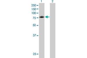 Western Blot analysis of GARS expression in transfected 293T cell line by GARS MaxPab polyclonal antibody. (GARS antibody  (AA 1-685))