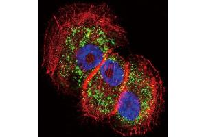 Immunofluorescence (IF) image for anti-Parkinson Protein 2, E3 Ubiquitin Protein Ligase (Parkin) (PARK2) (AA 387-417), (C-Term) antibody (ABIN390366)