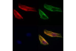 ABIN7093792 and ABIN7097835 staining Hela cells by IF/ICC. (PDLIM3 antibody  (Internal Region))