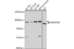 Western blot analysis of extracts of various cell lines using DNMT3B Polyclonal Antibody at dilution of 1:1000. (DNMT3B antibody)