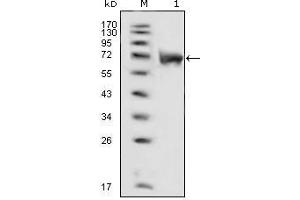 Western Blot showing FGFR1 antibody used against extracellular domain of human FGFR1 (aa22-376). (FGFR1 antibody  (AA 33-423))