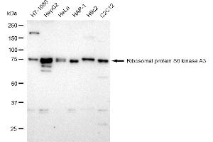 Western blotting analysis using Ribosomal protein S6 kinase A3 antibody (ABIN7800233).