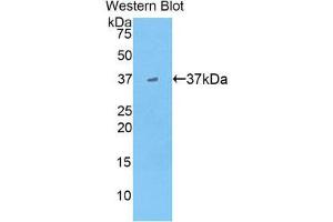 Western Blotting (WB) image for anti-Apolipoprotein A-II (APOA2) (AA 19-100) antibody (ABIN1858044) (APOA2 antibody  (AA 19-100))