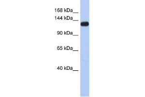 KCNH7 antibody used at 1 ug/ml to detect target protein.
