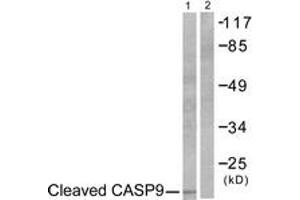 Western blot analysis of extracts from NIH-3T3 cells, treated with Etoposide 25uM 60', using Caspase 9 (Cleaved-Asp353) Antibody.