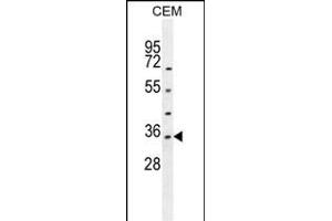 LDHAL6A Antibody (Center) (ABIN654842 and ABIN2844509) western blot analysis in CEM cell line lysates (35 μg/lane). (LDHAL6A antibody  (AA 154-183))