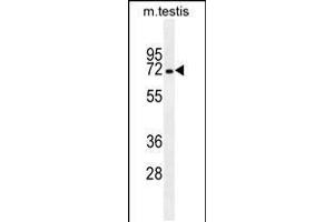Western blot analysis in mouse testis tissue lysates (35ug/lane). (MBTD1 antibody  (C-Term))