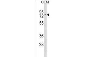 NRXN3 Antibody (C-term) (ABIN1537331 and ABIN2850266) western blot analysis in CEM cell line lysates (35 μg/lane). (Neurexin 3 antibody  (C-Term))