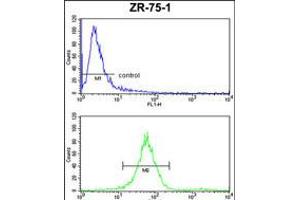 Flow cytometric analysis of ZR-75-1 cells (bottom histogram) compared to a negative control cell (top histogram). (ATP5C1 antibody  (N-Term))