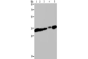 Western Blotting (WB) image for anti-Claudin 23 (CLDN23) antibody (ABIN2427985) (Claudin 23 antibody)