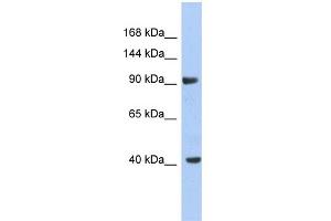 WB Suggested Anti-KCNH6 Antibody Titration:  0. (KCNH6 antibody  (Middle Region))