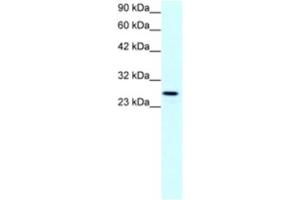 Western Blotting (WB) image for anti-Claudin 13 (CLDN13) antibody (ABIN2460767)