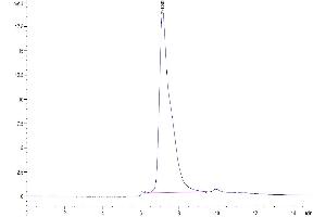 Size-exclusion chromatography-High Pressure Liquid Chromatography (SEC-HPLC) image for Tumor Necrosis Factor Receptor Superfamily, Member 14 (TNFRSF14) (AA 39-202) protein (His tag) (ABIN7274831)