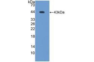 Detection of Recombinant WFDC2, Human using Polyclonal Antibody to WAP Four Disulfide Core Domain Protein 2 (WFDC2) (WFDC2 antibody  (AA 30-124))