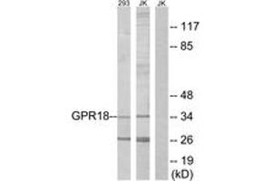 Western Blotting (WB) image for anti-G Protein-Coupled Receptor 18 (GPR18) (AA 191-240) antibody (ABIN2890869) (GPR18 antibody  (AA 191-240))