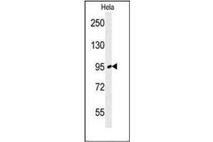 Western blot analysis of FNIP2 Antibody (C-term) in Hela cell line lysates (35ug/lane). (FNIP2 antibody  (C-Term))