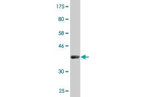 Western Blot detection against Immunogen (38. (POLR2J antibody  (AA 1-117))