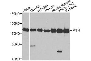 Western blot analysis of extracts of various cell lines, using MSN antibody. (Moesin antibody  (AA 458-557))