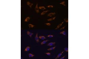 Immunofluorescence analysis of L929 cells using FSTL4 antibody (ABIN7267228) at dilution of 1:100. (FSTL4 antibody)