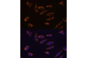 Immunofluorescence analysis of L929 cells using FSTL4 antibody (ABIN7267228) at dilution of 1:100. (FSTL4 antibody)