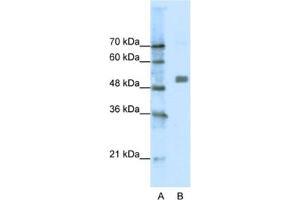 Western Blotting (WB) image for anti-Cholinergic Receptor, Nicotinic, alpha 9 (Neuronal) (CHRNA9) antibody (ABIN2463731) (CHRNA9 antibody)