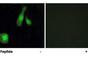 Immunofluorescence analysis of HeLa cells, using PPP1R14A polyclonal antibody .