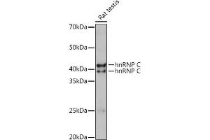 Western blot analysis of extracts of Rat testis, using hnRNP C Polyclonal Antibody (ABIN7267630) at 1:1000 dilution. (HNRNPC antibody)