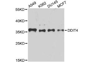 Western blot analysis of extracts of various cell lines, using DDIT4 antibody (ABIN5995536) at 1/1000 dilution. (DDIT4 antibody)