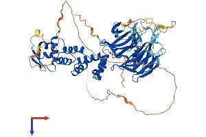 AlphaFold protein structure predicition of Human Recombinant KBTBD11 Protein, UniprotID O94819 (KBTBD11 Protein (AA 1-623) (His tag))