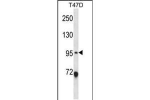 Western blot analysis in T47D cell line lysates (35ug/lane). (ANKS6 antibody  (AA 505-534))