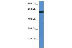 Western Blot showing Uap1l1 antibody used at a concentration of 1. (UAP1L1 antibody  (Middle Region))