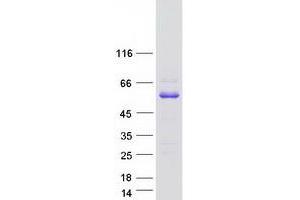 ABI Family, Member 3 (ABI3) (Transcript Variant 1) protein (Myc-DYKDDDDK Tag)