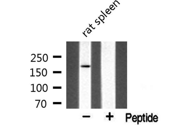 MLH3 antibody  (Internal Region)