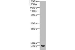 Western blot All lanes: CRIP1 antibody at 1. (CRIP1 antibody  (AA 1-77))