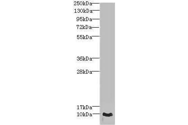 CRIP1 anticorps  (AA 1-77)