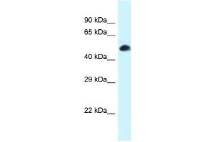 Western Blot showing Tcf7l2 antibody used at a concentration of 1. (TCF7L2 antibody  (N-Term))