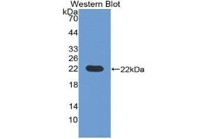 Western blot analysis of the recombinant protein. (Pronociceptin (AA 20-176) antibody)