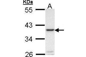 WB Image Sample (30 ug of whole cell lysate) A: Molt-4 , 10% SDS PAGE antibody diluted at 1:1000