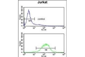 C1QB Antibody (N-term) (ABIN652840 and ABIN2842546) flow cytometry analysis of Jurkat cells (bottom histogram) compared to a negative control cell (top histogram). (C1QB antibody  (N-Term))