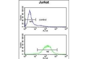C1QB Antibody (N-term) (ABIN652840 and ABIN2842546) flow cytometry analysis of Jurkat cells (bottom histogram) compared to a negative control cell (top histogram). (C1QB antibody  (N-Term))