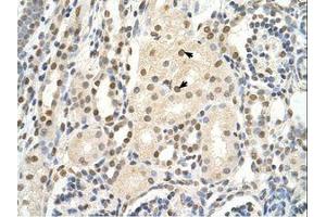Image no. 1 for anti-Poly-U Binding Splicing Factor 60KDa (PUF60) (AA 371-420) antibody (ABIN320588) (PUF60 antibody  (AA 371-420))