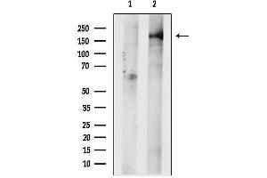 Western blot analysis of lysates from C6 cells, using GRE Antibody.